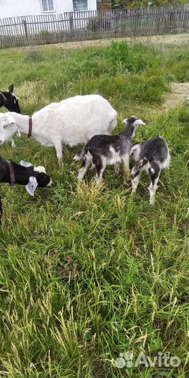 Козлики на племя