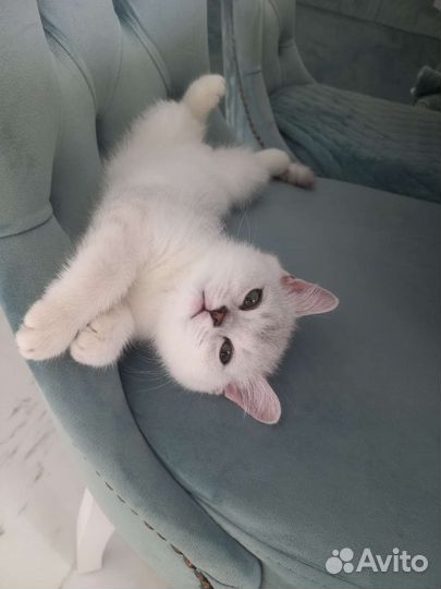 Британская короткошерстная