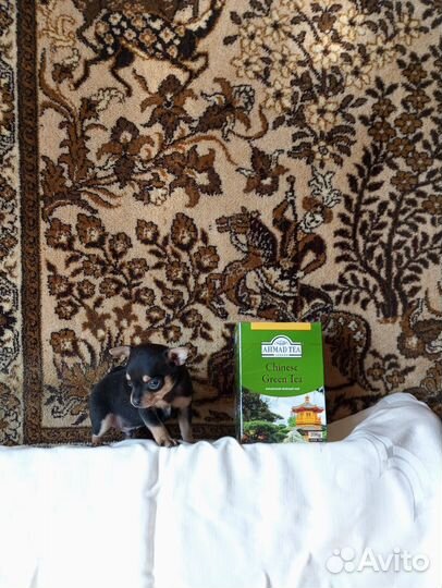 Той-терьер щенки