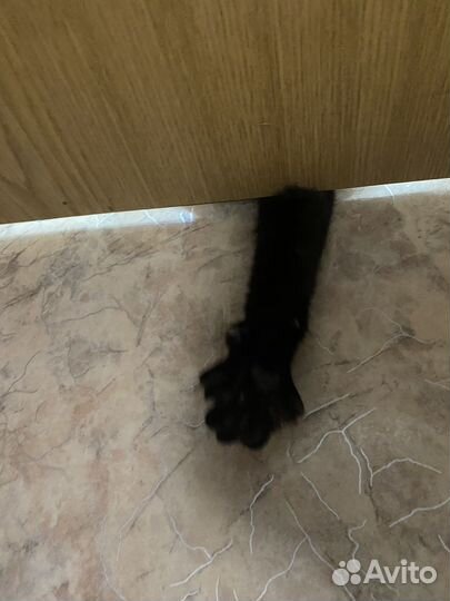 Молодая кошка