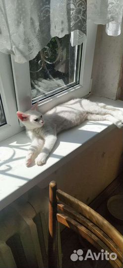 Кошки в добрые руки