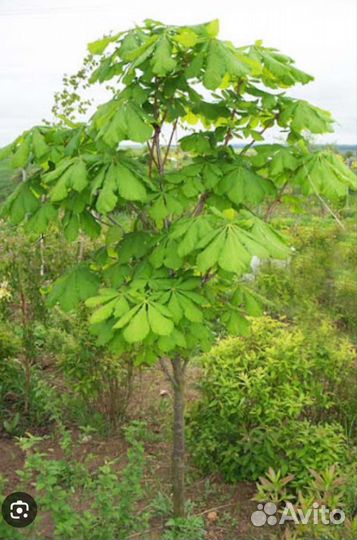 Саженцы каштанов