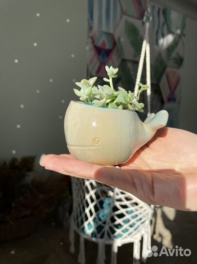 Мини садик из суккулентов