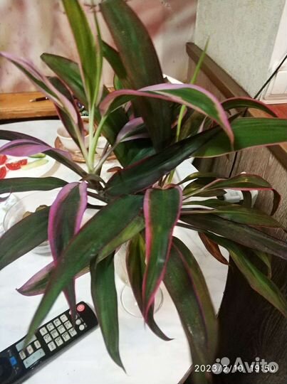 Кордилина.спатифиллус.женское счастье