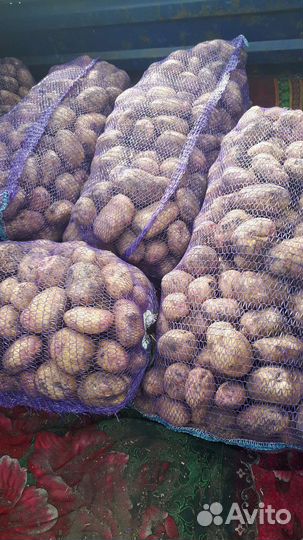 Домашний картофель