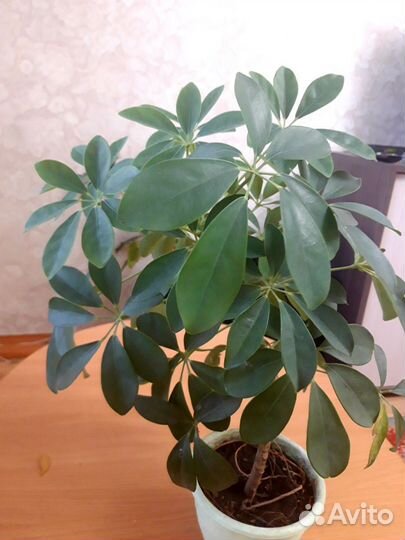 Комнатные цветы шефлера