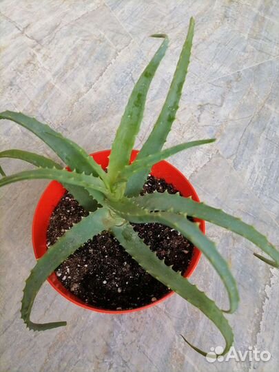 Кротон, суккуленты