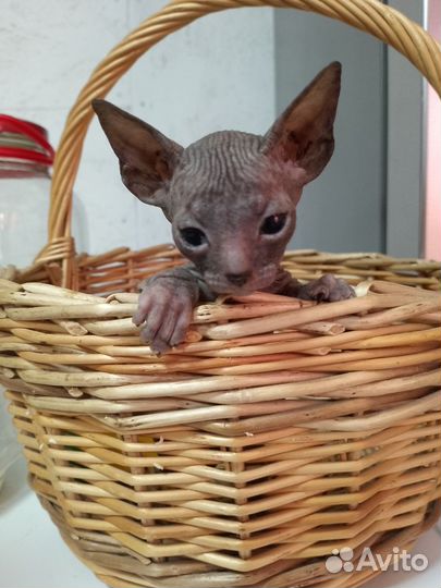 Донской сфинкс котята