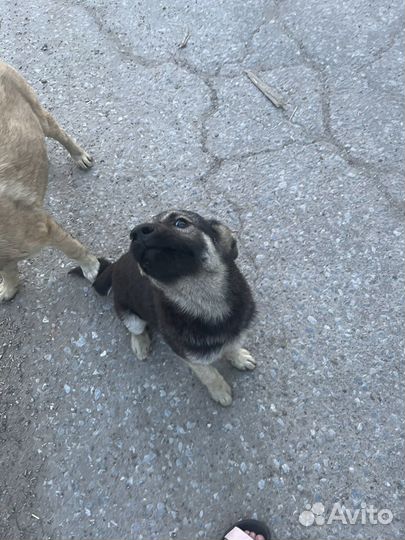 Щенки ищут дом