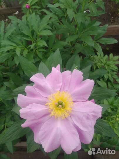 Пион срезка