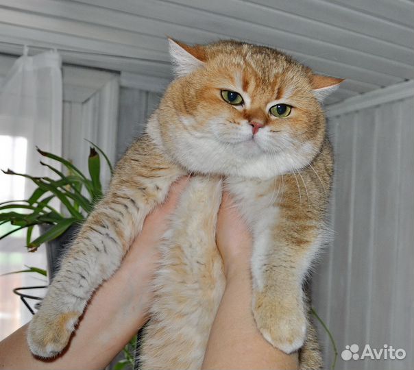 Вязка с золотым котом