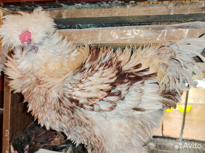 Декоративные(курица + петух) голубое яйцо