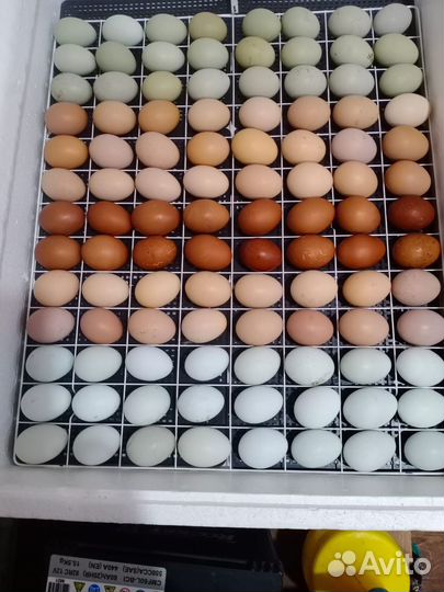 Инкубационное яйцо