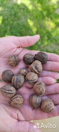 Саженцы маньчжурского ореха