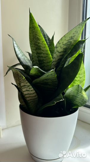 Сансевиерия щучий хвост