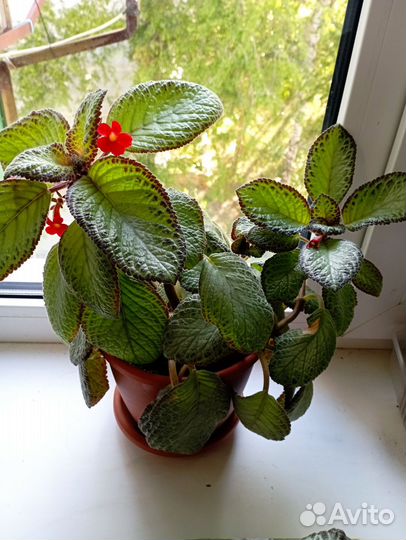 Комнатные растения цветы