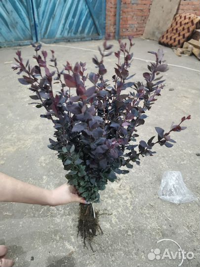 Сеянец барбариса