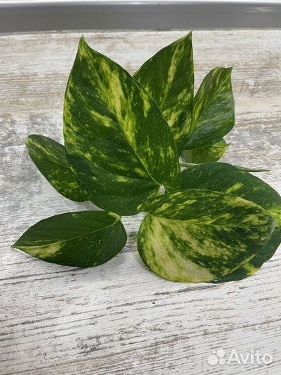 Эпипремнум золотистый (сциндапсус)