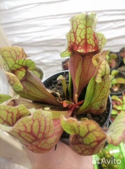 Хищник Саррацения, 5 сортов