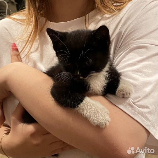 Котенок ищет дом
