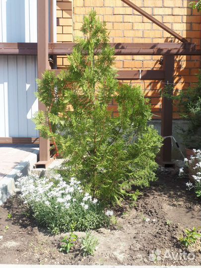 Туя восточная 1,5метра