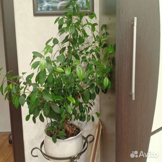 Фикус микрокарпа