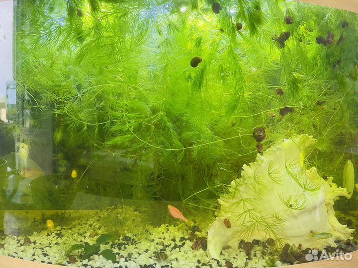 Для аквариума