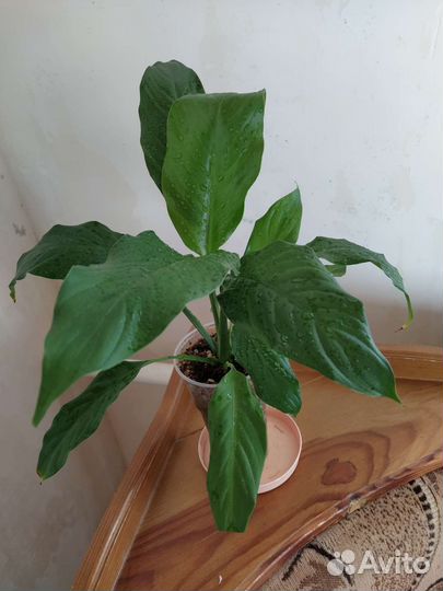 Комнатные растения