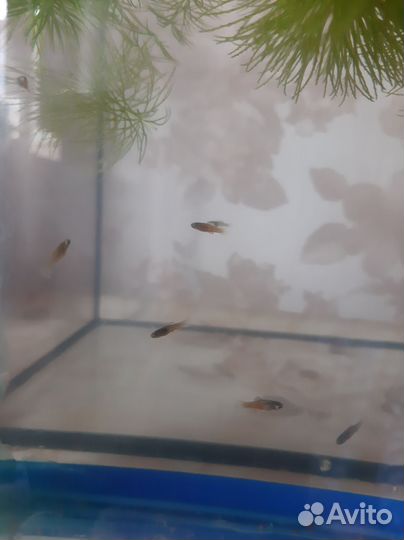 Мальки рыбки пецилии обмен