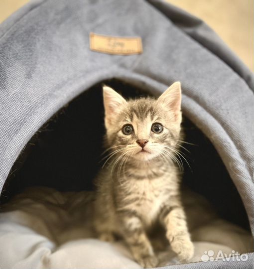 Отдам котенка