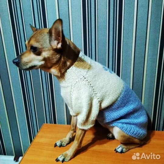 Одежда для собаки