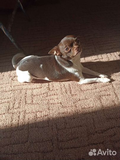 Вязка чихуахуа