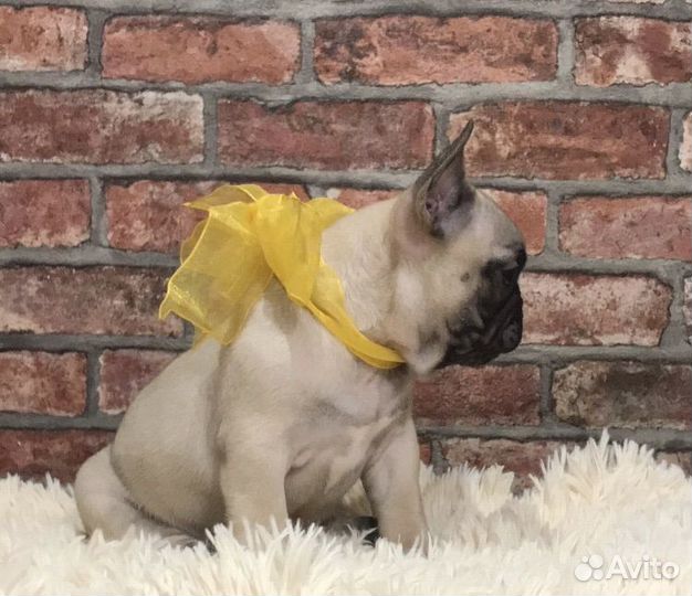 Французский бульдог щенки