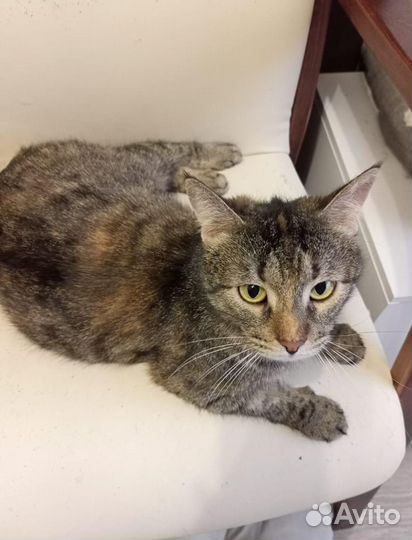 Кошка Кузя в добрые руки