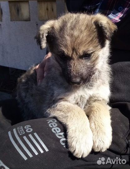 Щенки бесплатно