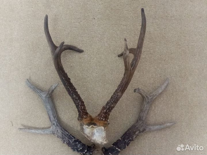 Рога касули сибирской