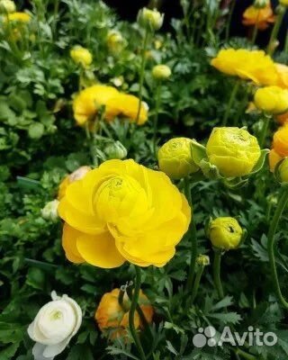 Саженцы многолетних цветов. Лютик желтый и мн.др