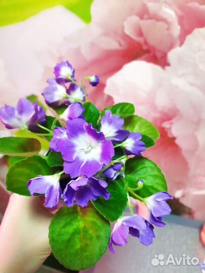 Фиалка цветущая Ness blueberry kiss