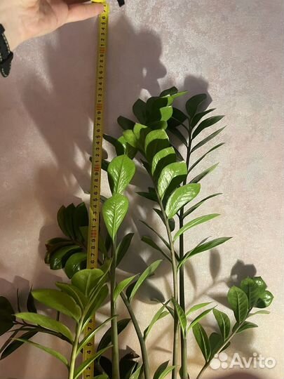 Замиокулькас