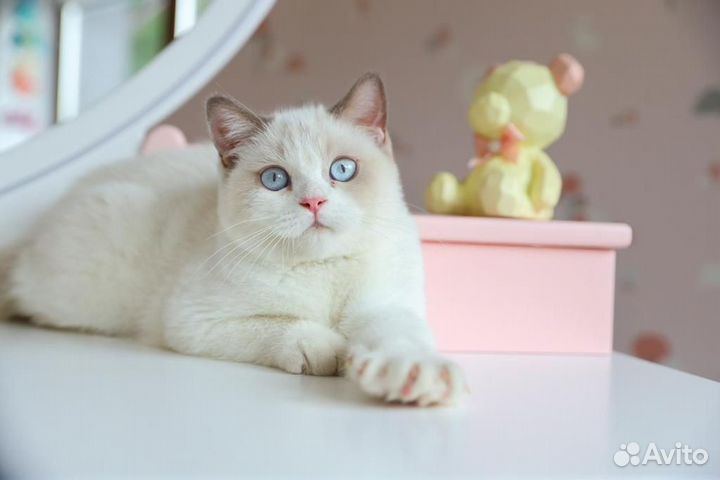 Британский мальчик Биколор Лиловый