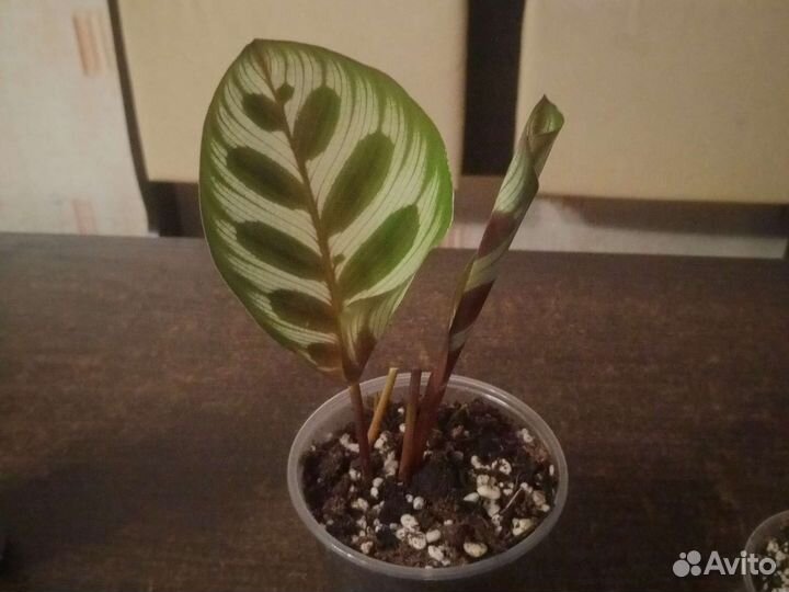 Калатея макоя