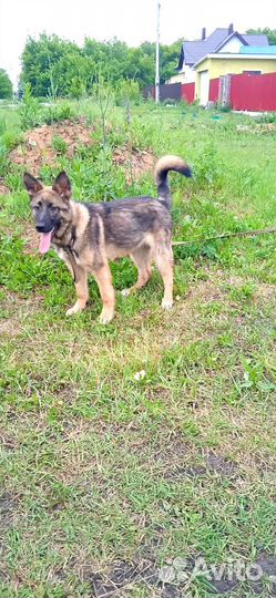 Рекс 7 месяцев в добрые руки