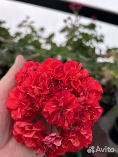 Юг цветы Зевса