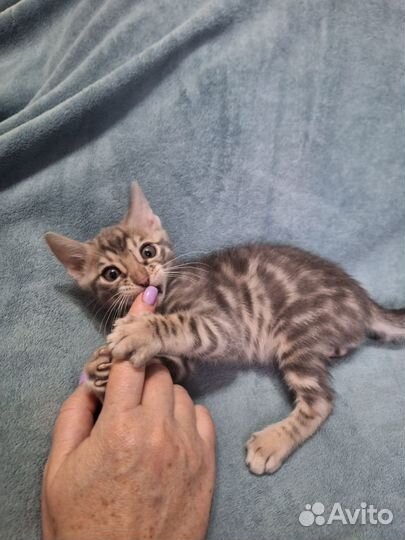 Бенгальская