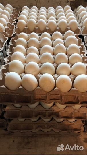 Утиное инкубационное яйцо