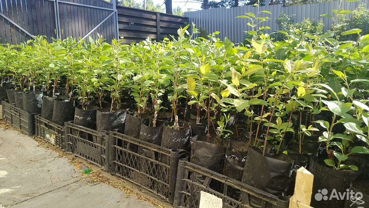 Саженцы яблони, груши