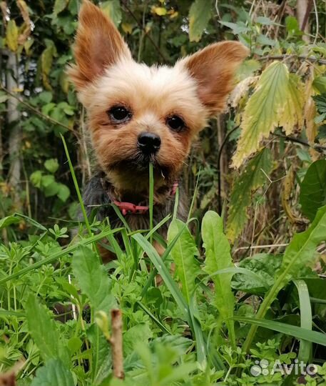 Передержка для животных