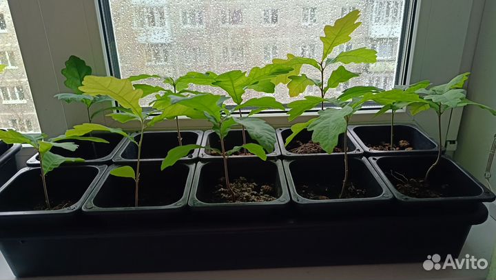 Рассада. Дуб