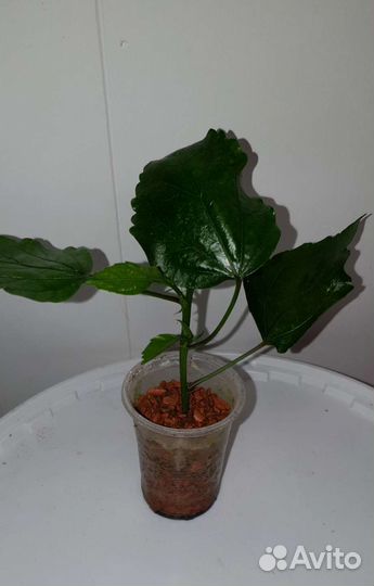 Гибискус белый, махровый