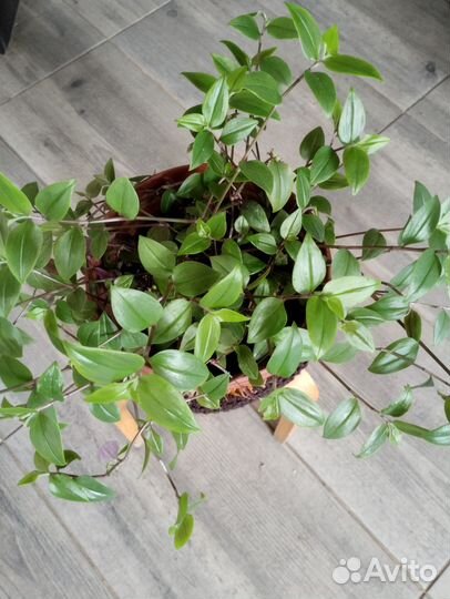 Традесканция фата невесты